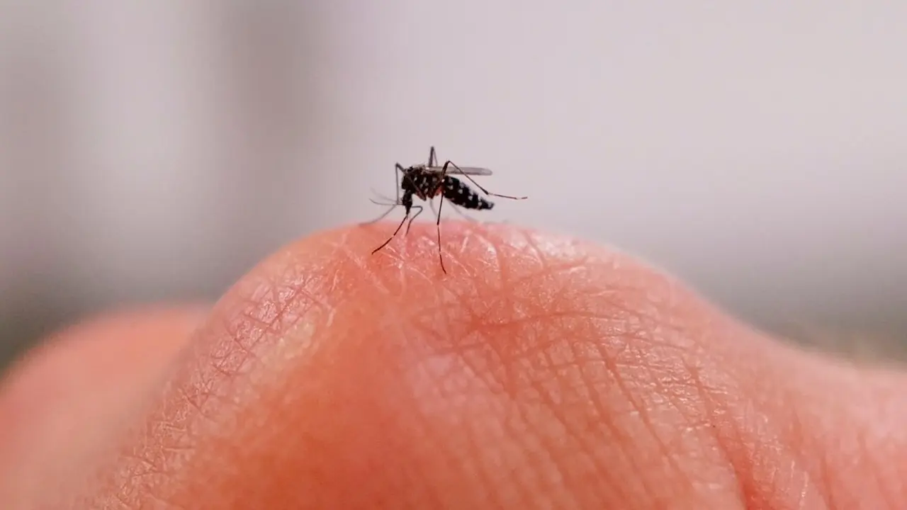 Belçika’da Batı Nil virüsü alarmı; iki kişi hayatını kaybetti